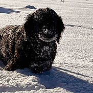 Chester a rejoint le concours — aidez-le/la à gagner de superbes lots ! dog, snow, outdoor, winter, animal, pet, fur, cold, landscape, shadow, nature, snowy_ground, canine, playful, frozen, daylight, mammal, quiet, daytime, isolated