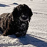 dog, snow, outdoor, winter, animal, pet, fur, cold, landscape, shadow, nature, snowy_ground, canine, playful, frozen, daylight, mammal, quiet, daytime, isolated