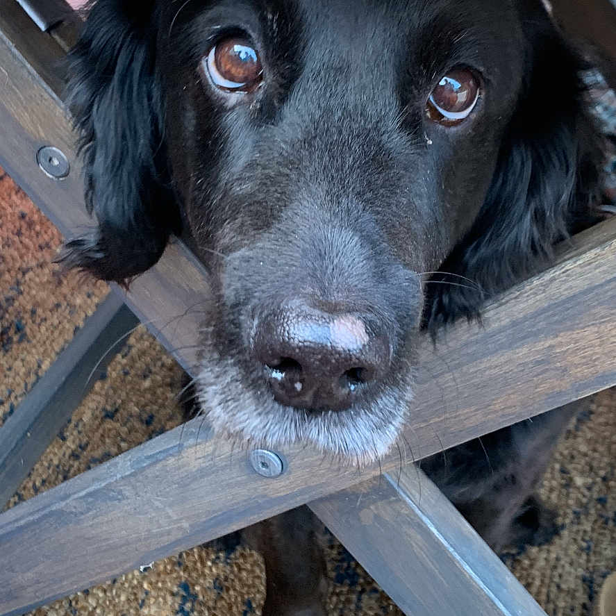 Chester