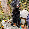 Chester a rejoint le concours — aidez-le/la à gagner de superbes lots ! dog, black_dog, bench, wooden_bench, autumn_leaves, leaves, outdoor, forest, tree_trunk, greenery, harness, leash, nature, pet, canine, person_arm, blue_jacket, fall, park, sitting