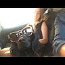Chester participe au concours pour gagner de l'argent avec cette photo : dog, sunglasses, person, car, seatbelt, window, black_dog, blurry, indoor, casual, smile, seat, human, pet, companion, transportation, friendship, fun, relaxation, travel