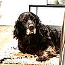 dog, black_dog, pet, indoor, rug, floor, wood_floor, relaxed, lying_down, animal, canine, fur, muzzle, ears, face, portrait, domestic_animal, companion, household, resting