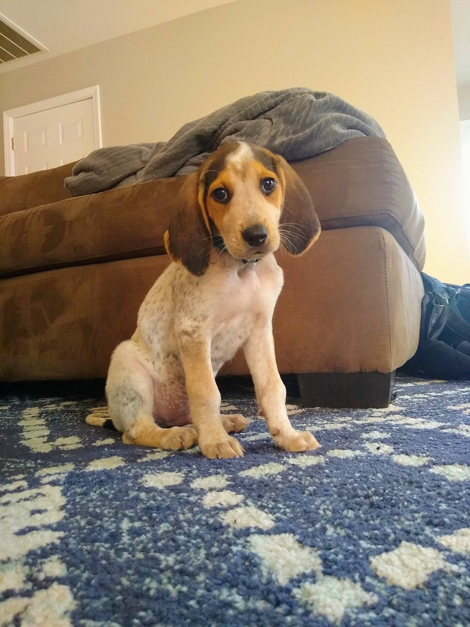 Clyde joined the competition — help win amazing prizes! canidae, carnivore, comfort, companion_dog, couch, dog, dog_breed, fawn, floor, flooring, fur, hardwood, hound, human_leg, sitting, snout, sporting_group, whiskers, wood, working_animal