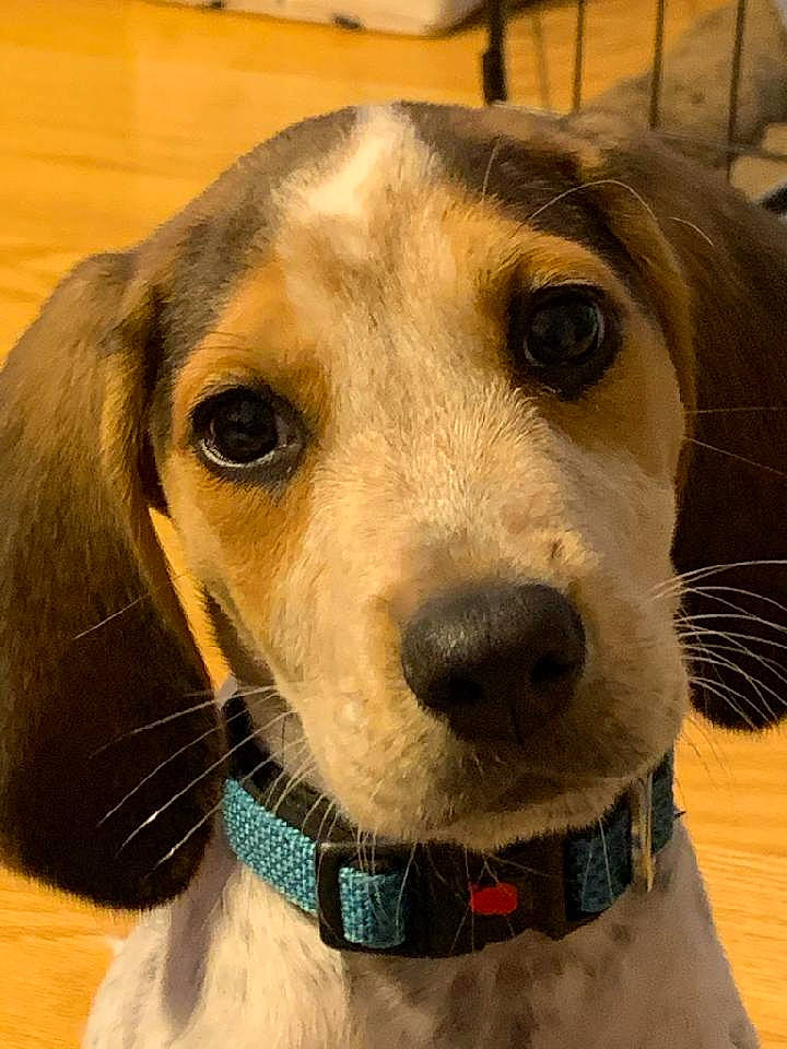 Clyde joined the competition — help win amazing prizes! canidae, carnivore, collar, companion_dog, dog, dog_breed, dog_collar, dog_supply, ear, fawn, fur, leash, liver, pet_supply, selfie, snout, sporting_group, vertebrate, whiskers, working_animal