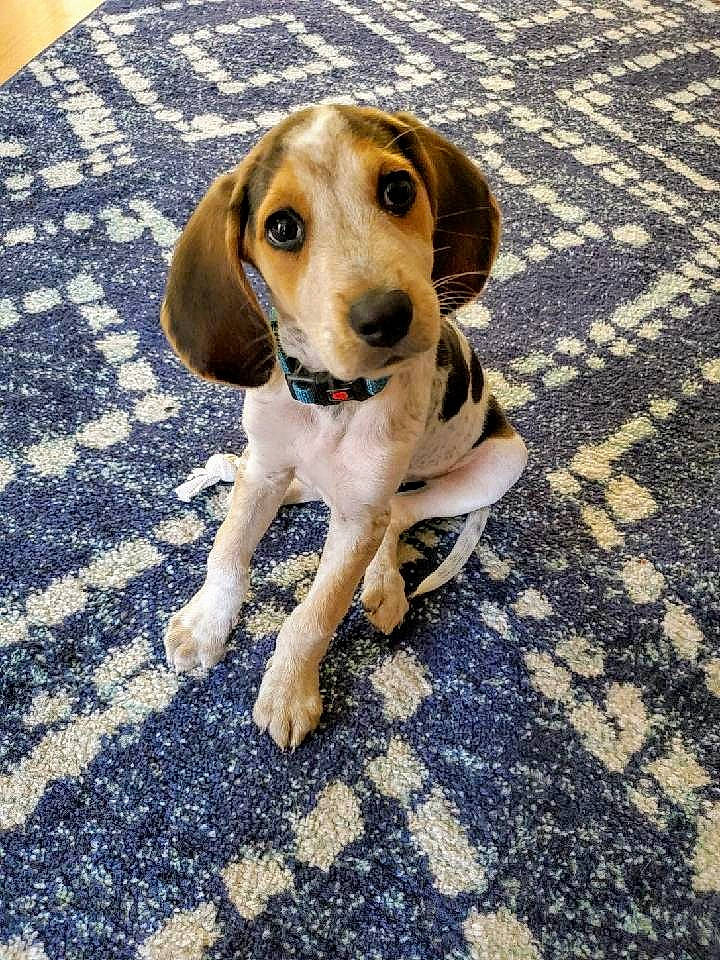 Clyde joined the competition — help win amazing prizes! beagle, carnivore, companion_dog, dog, dog_breed, dog_supply, fawn, finnish_hound, flooring, hound, hunting_dog, pocket_beagle, road_surface, scent_hound, shadow, snout, soil, sporting_group, whiskers, wood