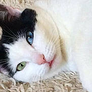 Oreo is registered to the contest to win money with this photo: cat, close_up, heterochromia, blue_eye, green_eye, pet, feline, whiskers, nose, face, lying_down, carpet, fur, black_and_white, domestic_animal, cute, animal, portrait, relaxed, indoor