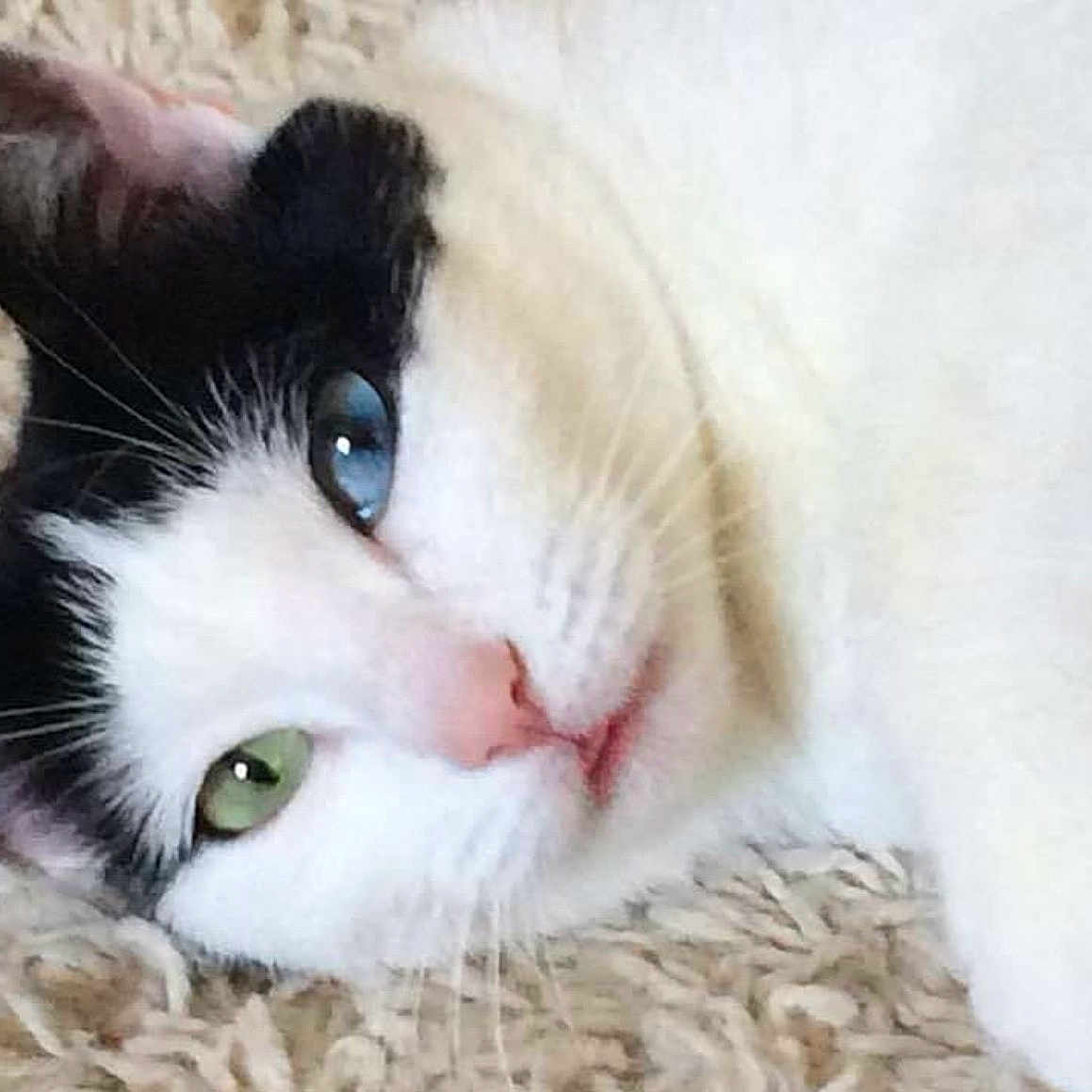 Oreo is registered to the contest to win money with this photo: animal, black_and_white, blue_eye, carpet, cat, close_up, cute, domestic_animal, face, feline, fur, green_eye, heterochromia, indoor, lying_down, nose, pet, portrait, relaxed, whiskers