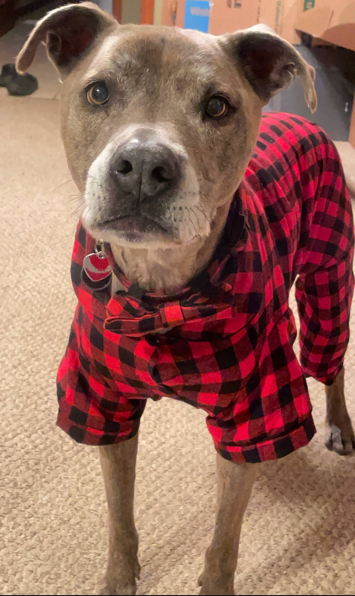 Eli joined the competition — help win amazing prizes! carnivore, collar, companion_dog, dog, dog_breed, dog_collar, dog_supply, fur, non_sporting_group, pattern, pet_supply, plaid, sleeve, snout, sporting_group, tartan, whiskers, working_animal