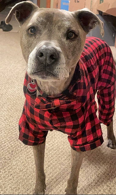 Eli is registered to the contest to win money with this photo: carnivore, collar, companion_dog, dog, dog_breed, dog_collar, dog_supply, fur, non_sporting_group, pattern, pet_supply, plaid, sleeve, snout, sporting_group, tartan, whiskers, working_animal