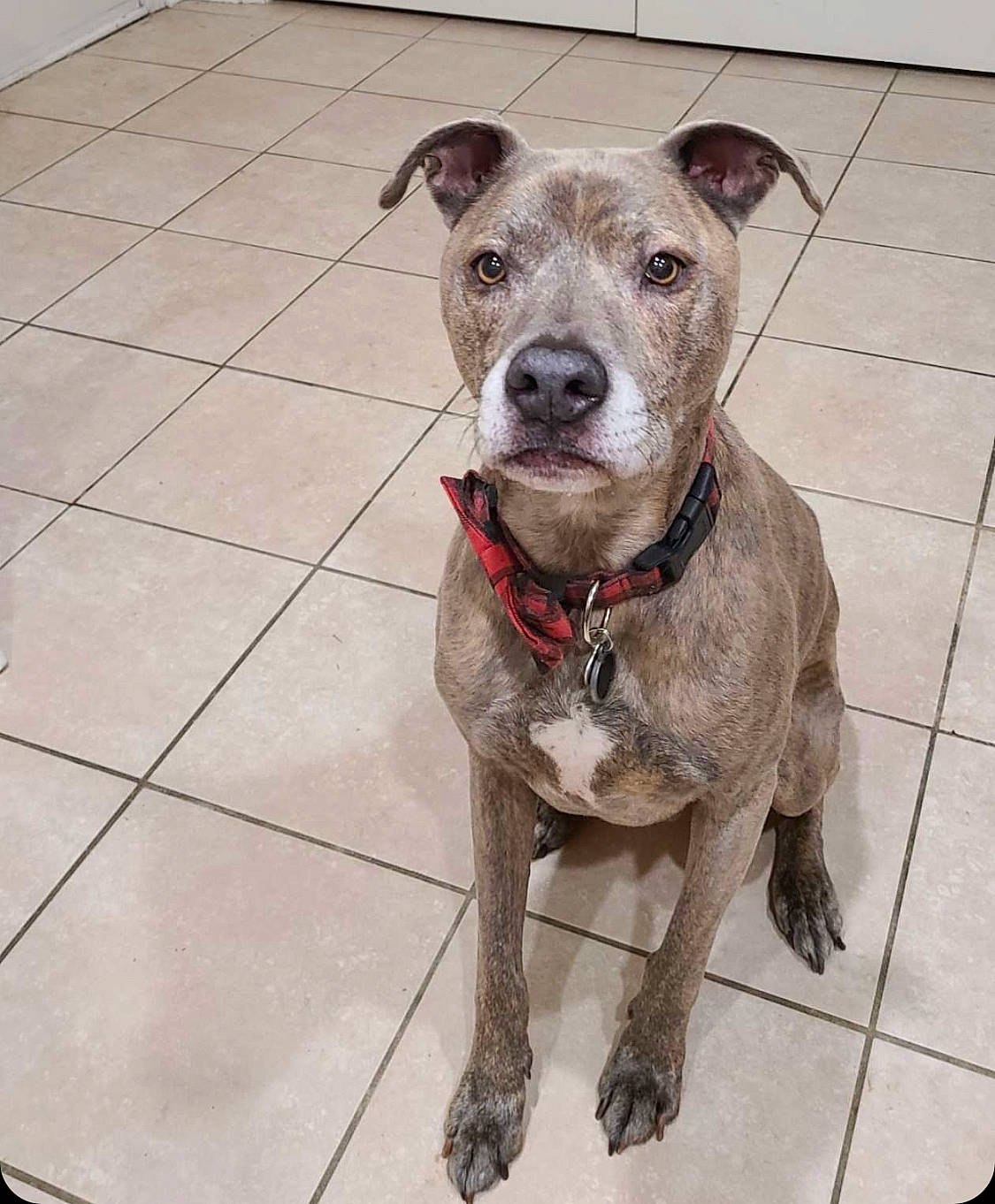 Eli is registered to the contest to win money with this photo: canidae, carnivore, collar, companion_dog, dog, dog_breed, dog_collar, dog_supply, fashion_accessory, fawn, leash, liver, non_sporting_group, pet_supply, snout, sporting_group, terrestrial_animal, working_animal, working_dog