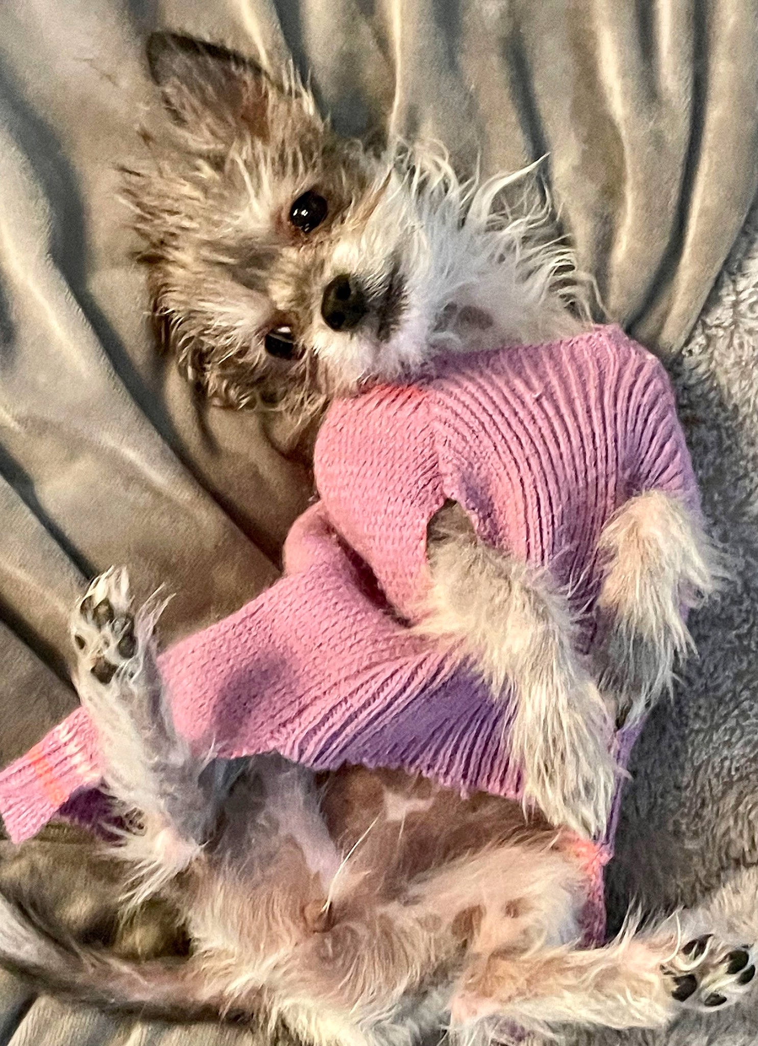 Sonic is registered to the contest to win money with this photo: canidae, carnivore, companion_dog, dog_breed, fawn, felidae, fur, hat, mammal, paw, plant, small_terrier, small_to_medium_sized_cats, snout, tail, terrestrial_animal, toy_dog, vertebrate, whiskers, wildlife