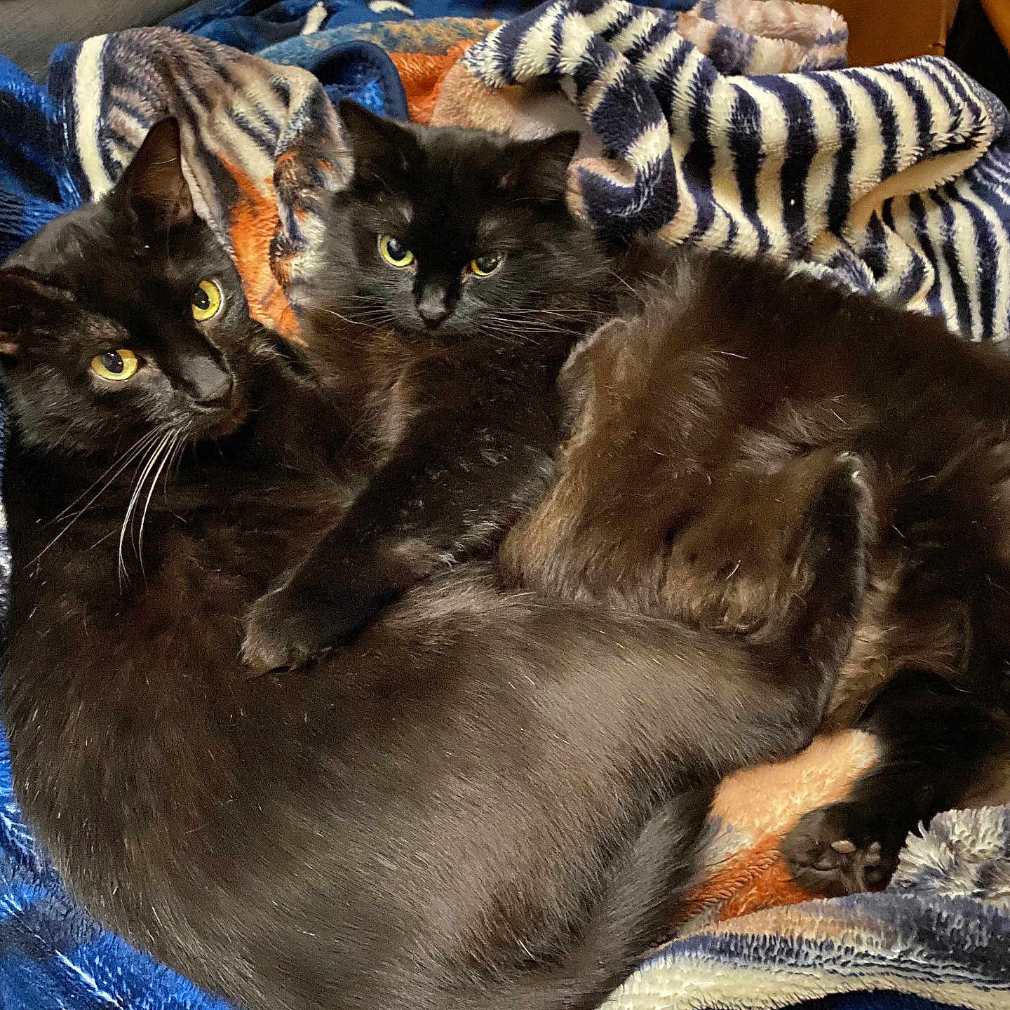 Shay And Cutie joined the competition — help win amazing prizes! animal, black_cat, blanket, cat, comfort, cozy, cute, domestic_cat, feline, fur, indoor, pair, pets, relaxed, resting, sleepy, snuggling, soft, whiskers, yellow_eyes