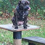 Masha participe au concours pour gagner de l'argent avec cette photo : dog, brindle, animal, pet, outdoor, nature, greenery, leaves, wood, bench, platform, grass, park, canine, tongue_out, harness, sitting, playful, daylight, forest