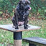 dog, brindle, animal, pet, outdoor, nature, greenery, leaves, wood, bench, platform, grass, park, canine, tongue_out, harness, sitting, playful, daylight, forest
