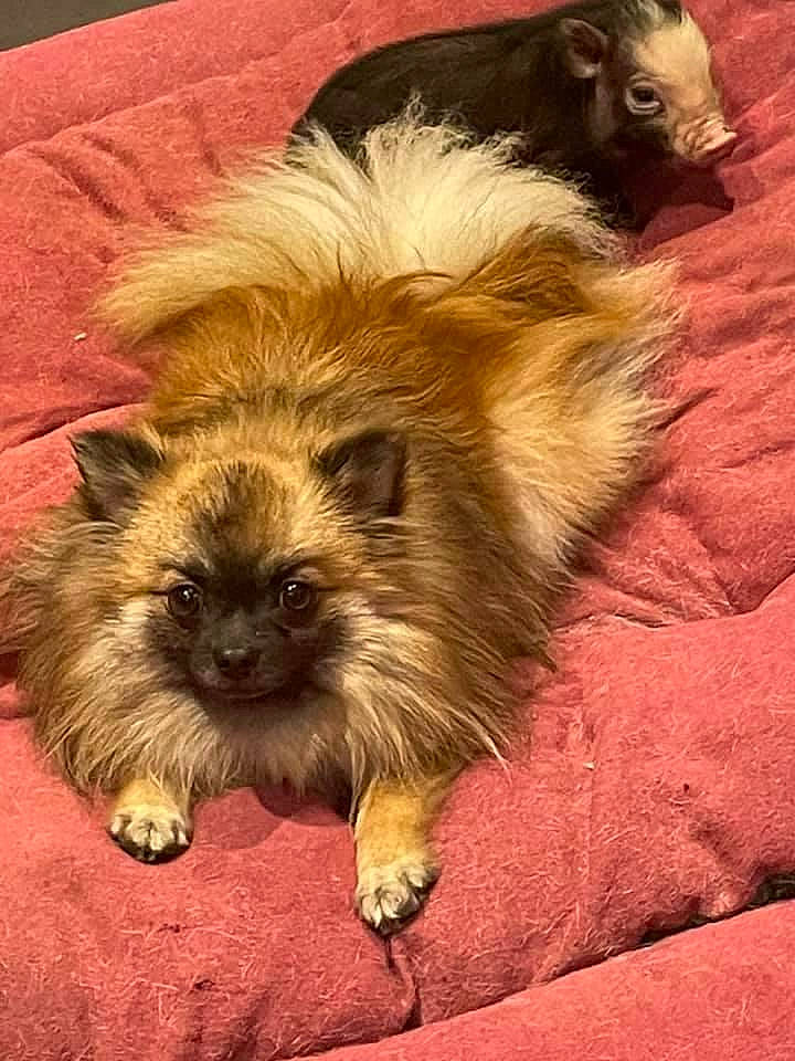 Booba a rejoint le concours — aidez-le/la à gagner de superbes lots ! canidae, carnivore, companion_dog, dog, dog_breed, fawn, felidae, fur, liver, mammal, non_sporting_group, puppy, small_terrier, snout, sporting_group, terrestrial_animal, toy_dog, whiskers, working_animal, yorkipoo