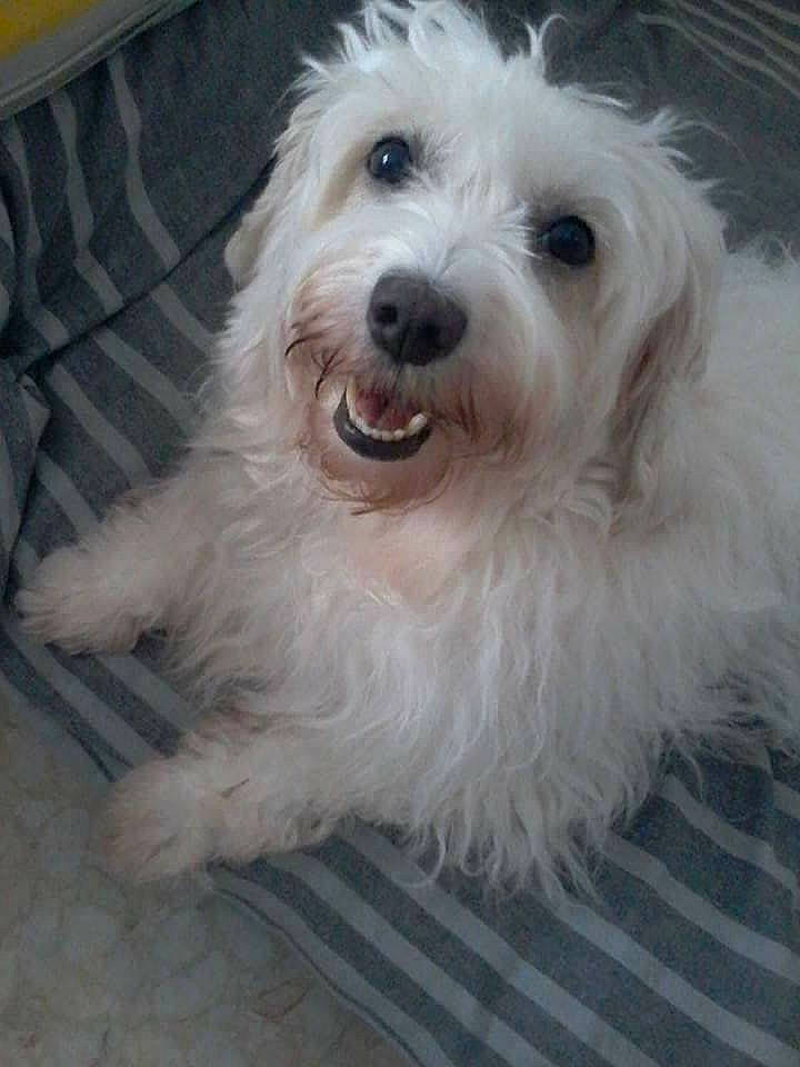 Carla participe au concours pour gagner de l'argent avec cette photo : bolonka, canidae, carnivore, companion_dog, coton_de_tulear, dog, dog_breed, havanese, kyi_leo, lowchen, maltepoo, maltese, mammal, schnoodle, sporting_lucas_terrier, terrier, tibetan_terrier, toy_dog, vertebrate, west_highland_white_terrier