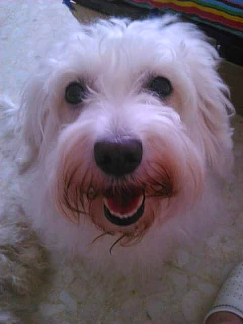 Carla participe au concours pour gagner de l'argent avec cette photo : bichon, bolonka, canidae, carnivore, companion_dog, coton_de_tulear, dog, dog_breed, havanese, kyi_leo, lowchen, maltepoo, maltese, mammal, nose, snout, terrier, toy_dog, vertebrate, west_highland_white_terrier