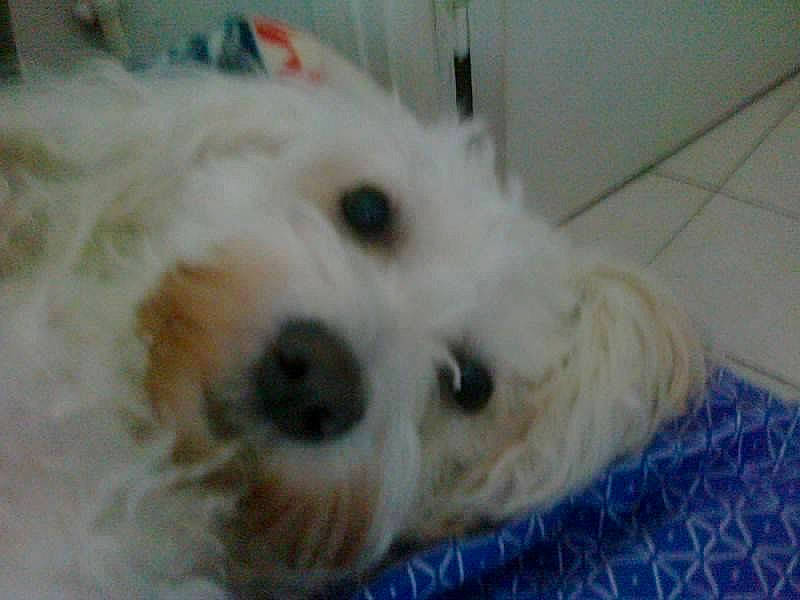 Carla participe au concours pour gagner de l'argent avec cette photo : bolognese, bolonka, canidae, carnivore, cockapoo, companion_dog, coton_de_tulear, dog, dog_breed, havanese, maltepoo, maltese, mammal, poodle_crossbreed, puppy, schnoodle, snout, terrier, vertebrate, west_highland_white_terrier