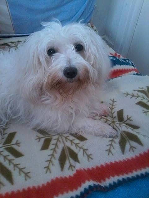 Carla participe au concours pour gagner de l'argent avec cette photo : bolognese, bolonka, canidae, carnivore, companion_dog, coton_de_tulear, dog, dog_breed, havanese, lowchen, maltepoo, maltese, mammal, non_sporting_group, rare_breed_dog, terrier, tibetan_terrier, toy_dog, vertebrate, west_highland_white_terrier