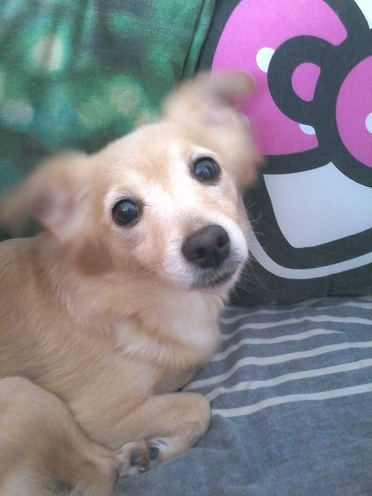 Kitty participe au concours pour gagner de l'argent avec cette photo : canidae, carnivore, chihuahua, companion_dog, corgi_chihuahua, dog, dog_breed, fawn, mammal, nose, puppy, rare_breed_dog, small_greek_domestic_dog, snout, sporting_group, street_dog, toy_dog, vertebrate, whiskers