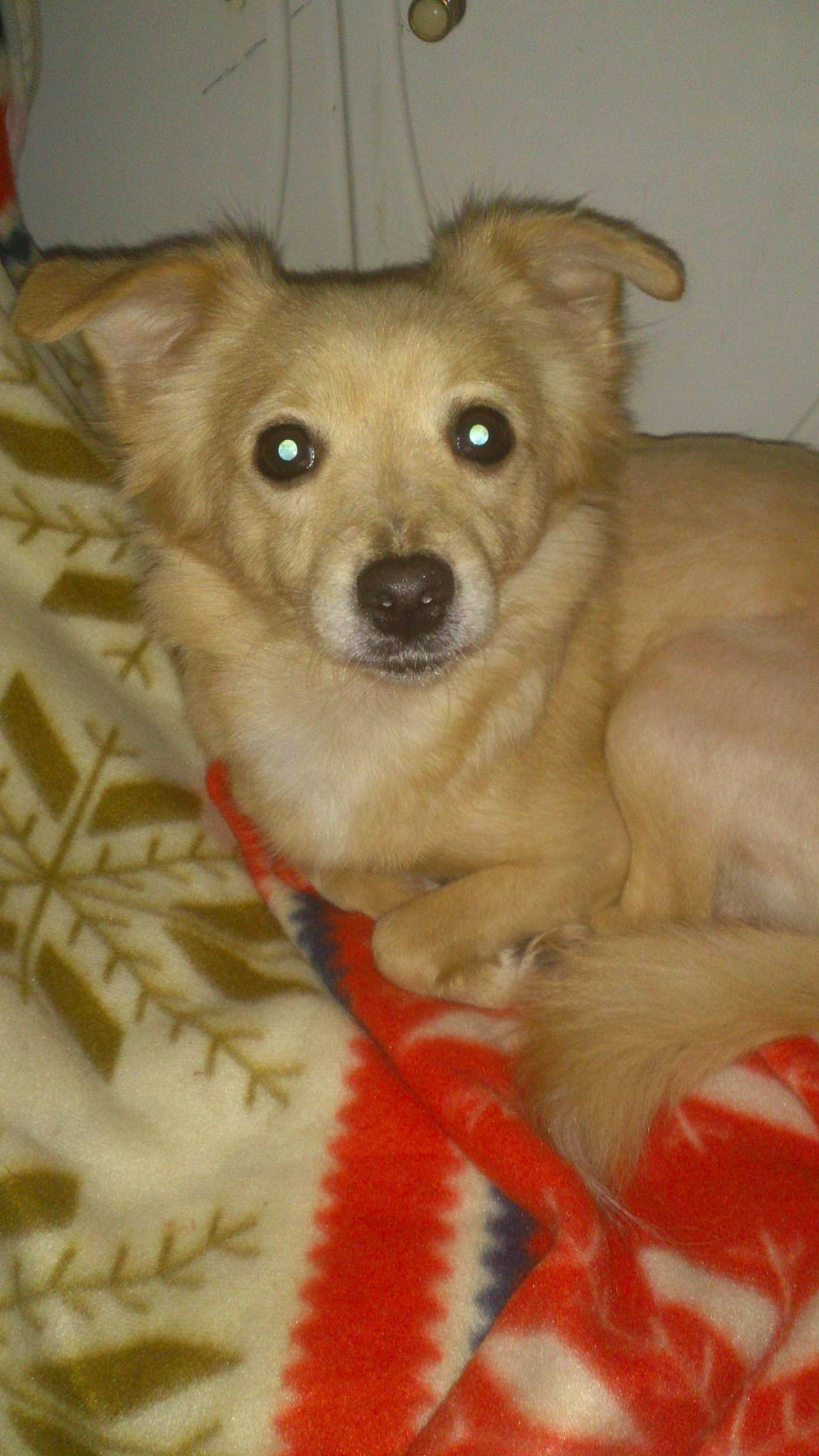 Kitty participe au concours pour gagner de l'argent avec cette photo : ancient_dog_breeds, canidae, carnivore, chihuahua, companion_dog, corgi_chihuahua, dog, dog_breed, fawn, mammal, nose, puppy, rare_breed_dog, skin, small_greek_domestic_dog, snout, sporting_group, toy_dog, vertebrate, whiskers