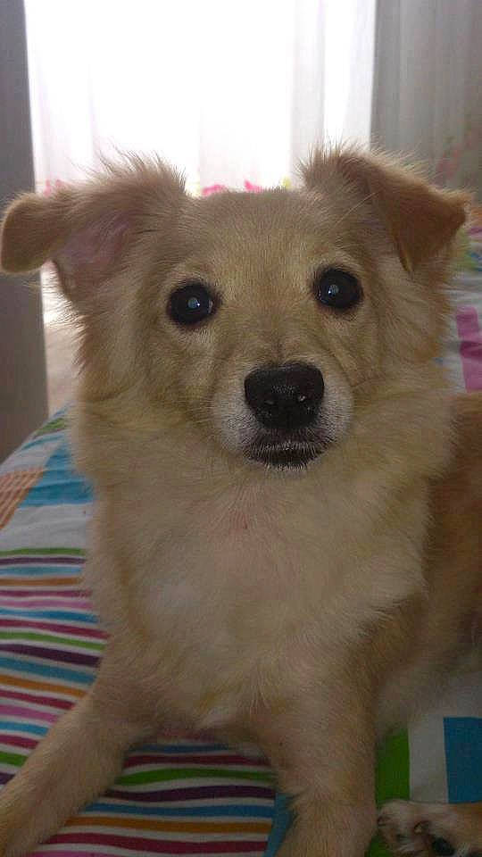 Kitty a rejoint le concours — aidez-le/la à gagner de superbes lots ! ancient_dog_breeds, canidae, carnivore, chihuahua, companion_dog, dog, dog_breed, fawn, indian_spitz, mammal, non_sporting_group, nose, pomeranian, puppy, rare_breed_dog, small_greek_domestic_dog, snout, vertebrate, whiskers