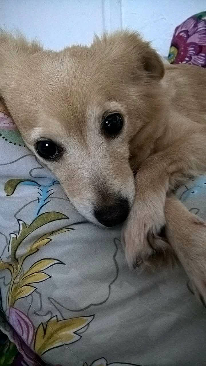 Kitty participe au concours pour gagner de l'argent avec cette photo : canidae, carnivore, companion_dog, dog, dog_breed, fawn, golden_retriever, kintamani, longhaired_whippet, mammal, puppy, rare_breed_dog, retriever, small_greek_domestic_dog, snout, sporting_group, street_dog, vertebrate, whiskers