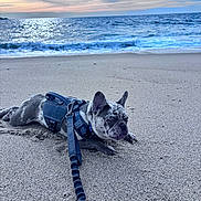 Nyla is registered to the contest to win money with this photo: dog, french_bulldog, beach, sand, ocean, sky, clouds, harness, leash, water, waves, sunset, outdoor, pet, animal, relaxing, nature, coast, sea, daytime