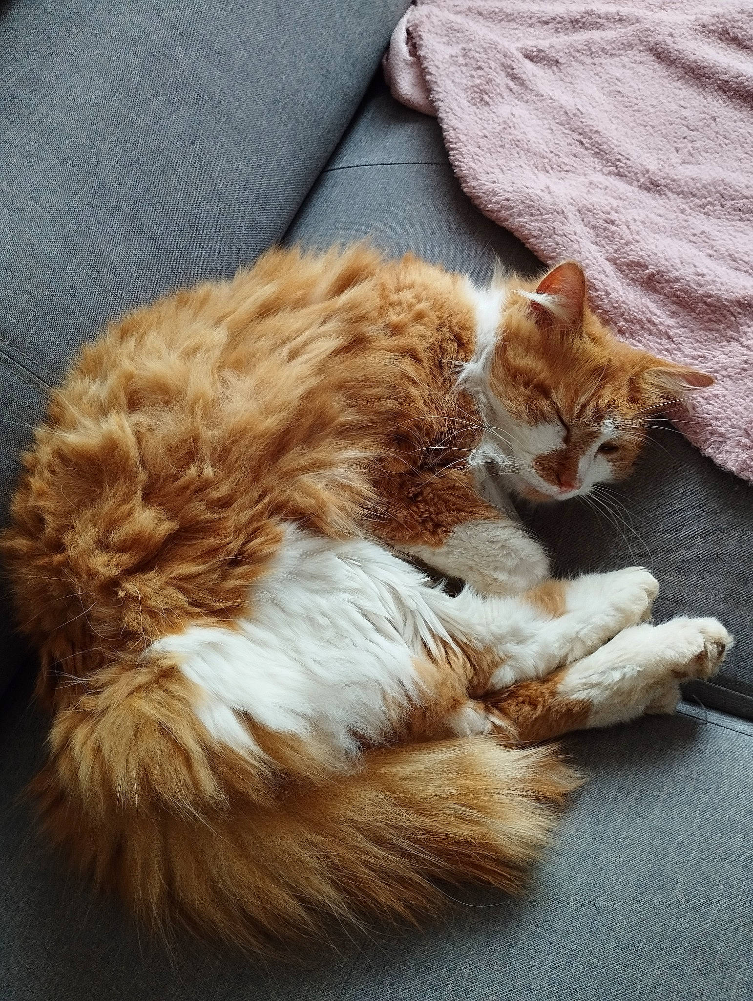 Tigrou a rejoint le concours — aidez-le/la à gagner de superbes lots ! carnivore, cat, claw, comfort, domestic_short_haired_cat, fawn, felidae, fur, paw, small_to_medium_sized_cats, snout, tail, terrestrial_animal, whiskers, wood