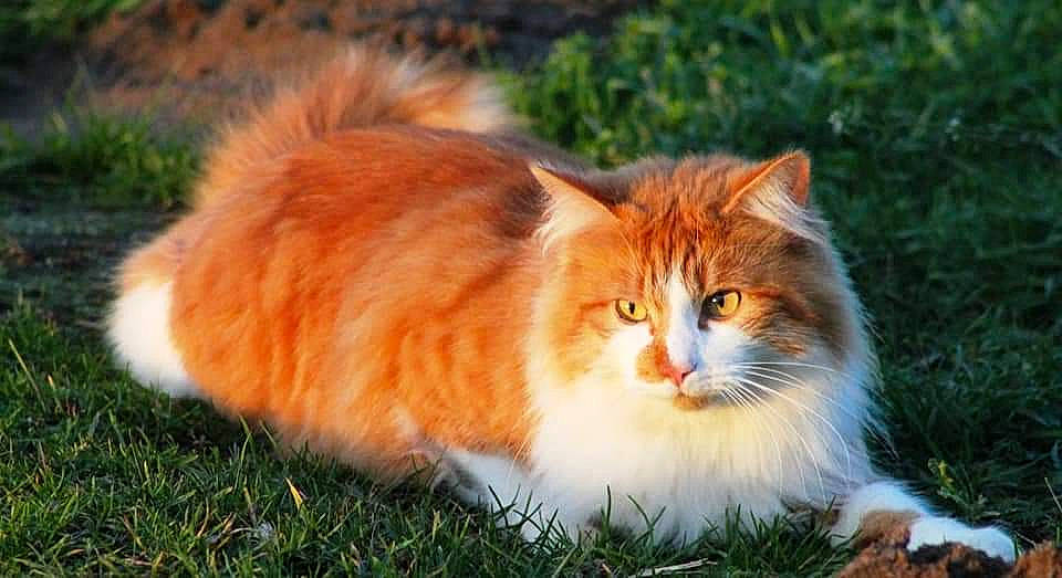 Tigrou participe au concours pour gagner de l'argent avec cette photo : carnivore, cat, domestic_short_haired_cat, fawn, felidae, fur, grass, plant, small_to_medium_sized_cats, snout, tail, terrestrial_animal, tree, whiskers, wildlife, wood