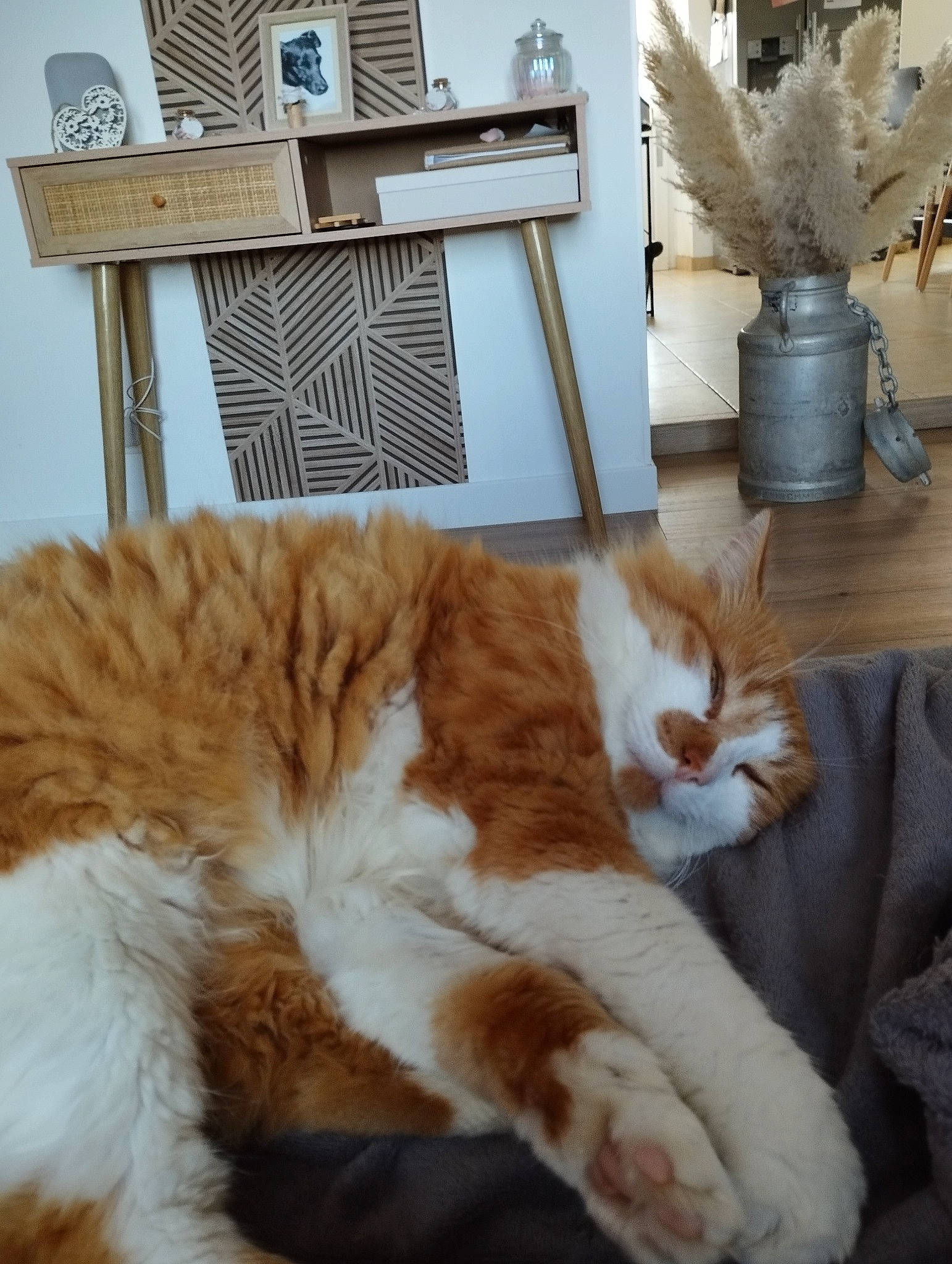 Tigrou participe au concours pour gagner de l'argent avec cette photo : carnivore, cat, claw, comfort, domestic_short_haired_cat, fawn, felidae, flooring, flowerpot, fur, hardwood, house, houseplant, paw, plant, small_to_medium_sized_cats, tail, whiskers, window, wood