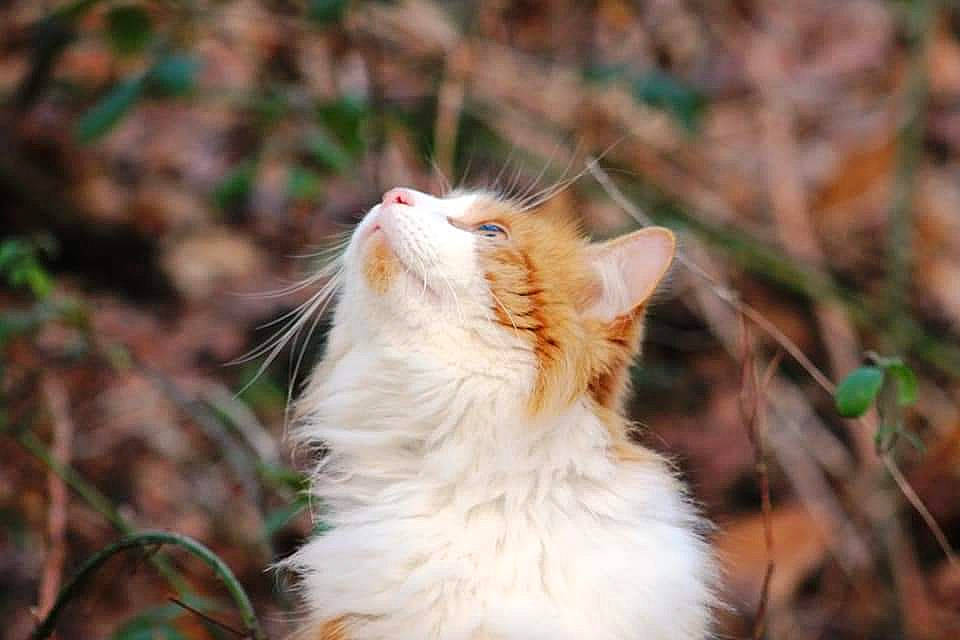 Tigrou participe au concours pour gagner de l'argent avec cette photo : carnivore, cat, close_up, fawn, felidae, flowering_plant, fur, grass, paw, plant, small_to_medium_sized_cats, snout, tail, terrestrial_animal, whiskers, wildlife, yawn