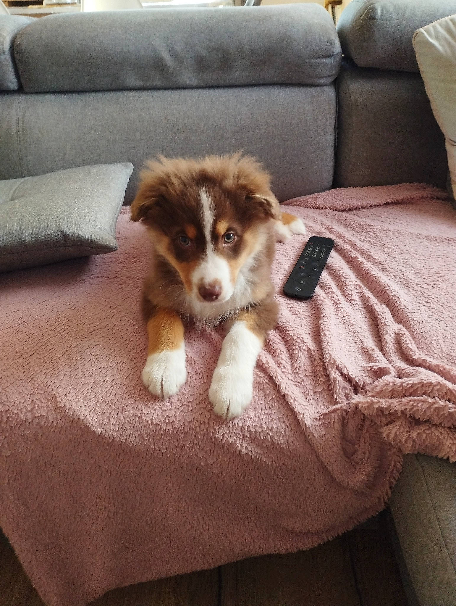 Taïla participe au concours pour gagner de l'argent avec cette photo : canidae, carnivore, comfort, companion_dog, couch, dog, dog_breed, fawn, felidae, flooring, fur, herding_dog, living_room, paw, room, sporting_group, terrestrial_animal, toy_dog, whiskers, working_animal