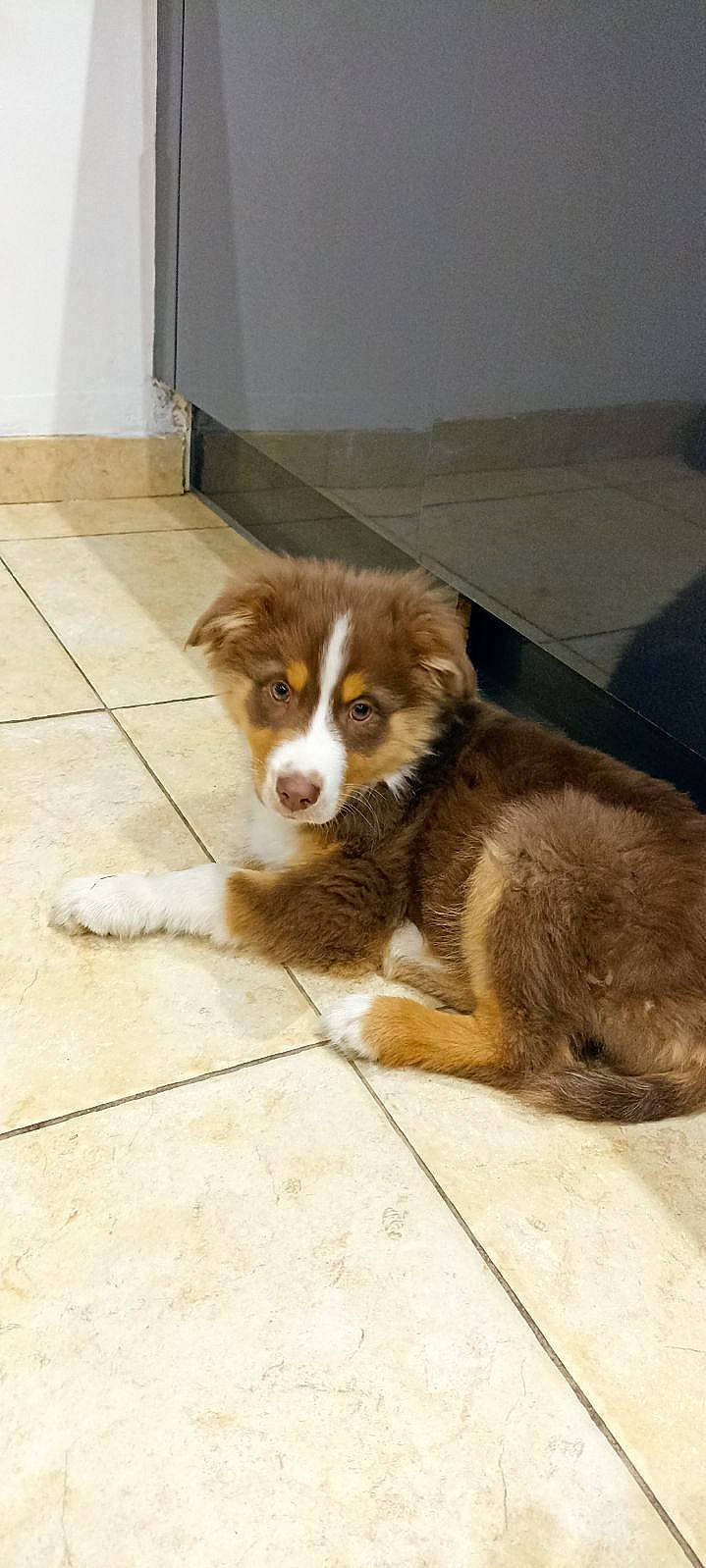 Taïla a rejoint le concours — aidez-le/la à gagner de superbes lots ! ancient_dog_breeds, bored, canidae, carnivore, companion_dog, dog, dog_breed, fawn, flooring, fur, hardwood, herding_dog, liver, puppy, snout, sporting_group, terrestrial_animal, whiskers, working_animal, working_dog