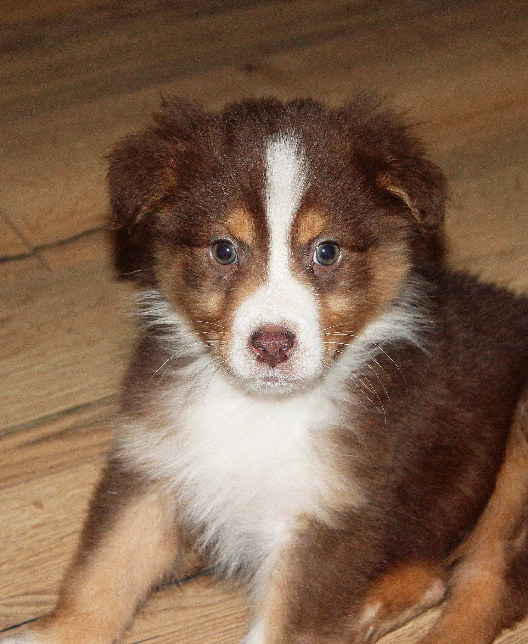 Taïla participe au concours pour gagner de l'argent avec cette photo : ancient_dog_breeds, australian_collie, australian_shepherd, border_collie, bored, canidae, carnivore, companion_dog, dog, dog_breed, hardwood, herding_dog, miniature_australian_shepherd, snout, sporting_group, terrestrial_animal, whiskers, wood, working_animal, working_dog