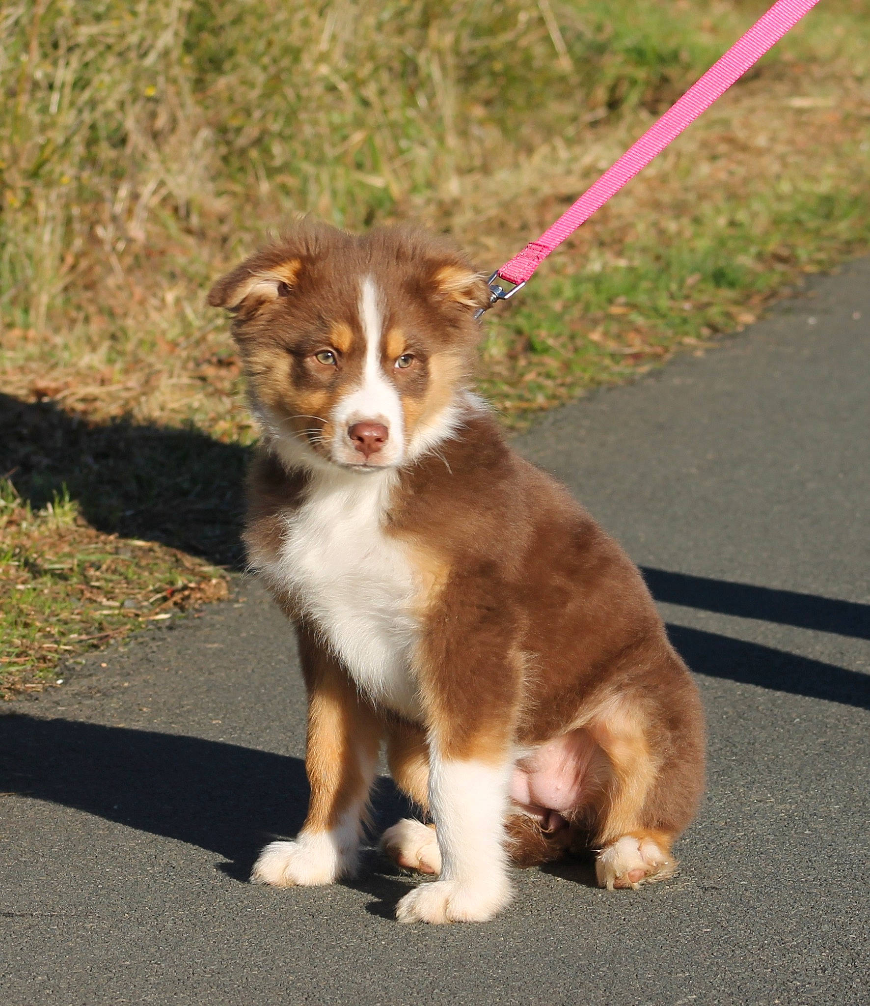 Taïla a rejoint le concours — aidez-le/la à gagner de superbes lots ! ancient_dog_breeds, asphalt, australian_shepherd, carnivore, companion_dog, dog, dog_breed, fur, grass, leash, paw, road_surface, sporting_group, tail, terrestrial_animal, whiskers, working_animal, working_dog