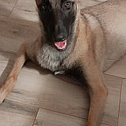 Clayton a rejoint le concours — aidez-le/la à gagner de superbes lots ! animal, belgian_malinois, black_muzzle, brick_wall, brown_coat, canine, dog, ears_up, floor, happy, home_interior, indoor, looking_at_camera, lying_down, muzzle, pet, resting, stairs, tile_floor, tongue_out