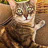 animal, cat, close_up, cushion, ears, eyes, feline, flower, greenery, nature, outdoor, pet, pink_flower, portrait, relaxed, resting, sunlight, tabby_cat, texture, whiskers