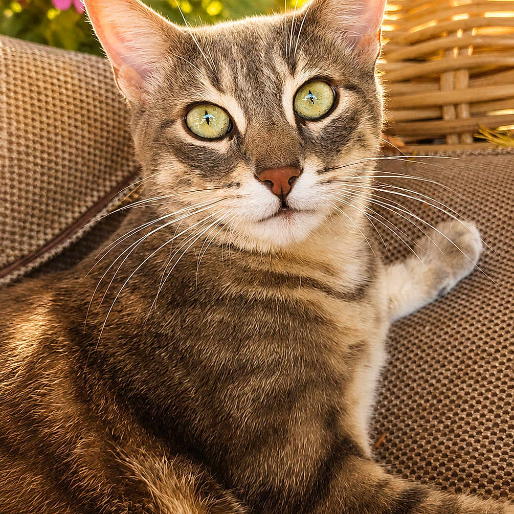 Dewey