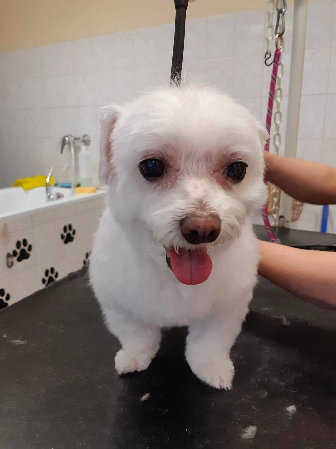 Nenette a rejoint le concours — aidez-le/la à gagner de superbes lots ! bichon, bolonka, canidae, carnivore, companion_dog, dog, dog_breed, havanese, mal_shi, maltepoo, maltese, mammal, non_sporting_group, nose, person, puppy, rare_breed_dog, skin, toy_dog, toy_poodle