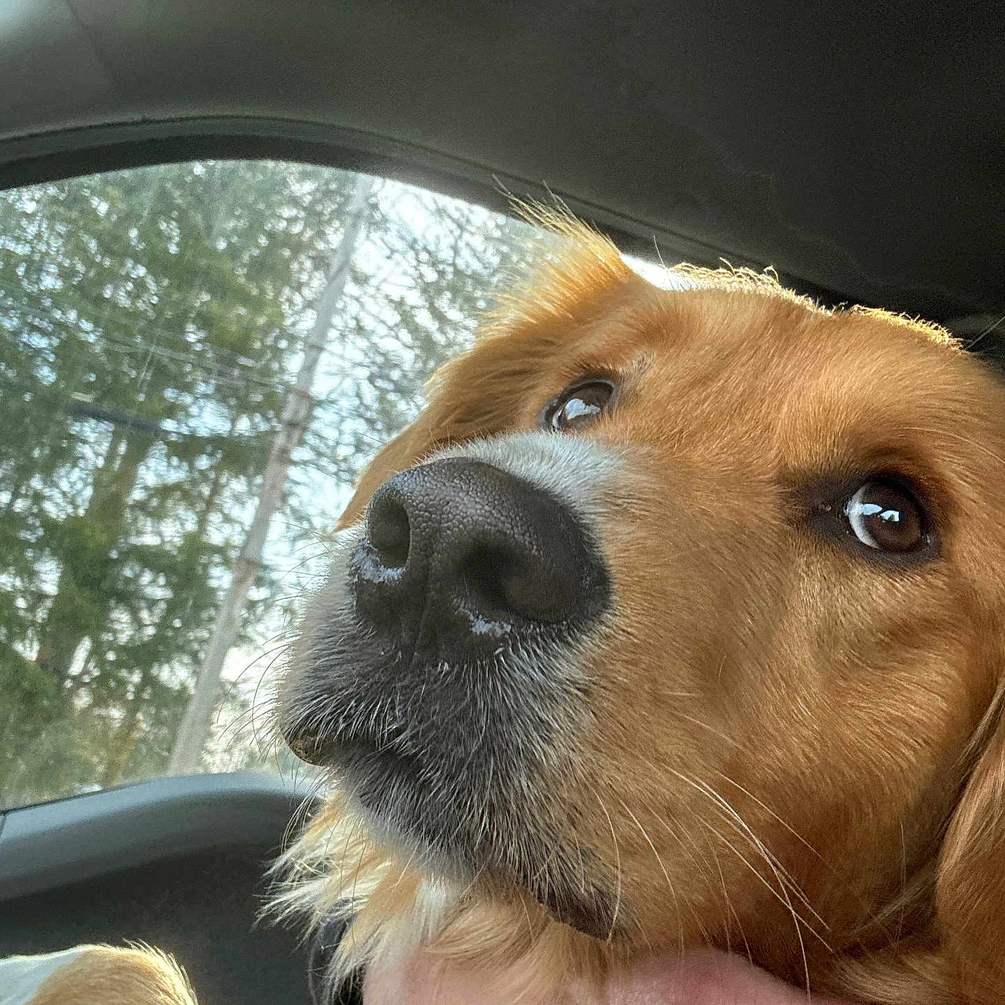 Luke is registered to the contest to win money with this photo: accessories, animal, beagle, belt, bodypart, canine, cockerspaniel, dog, finger, goldenretriever, hand, hound, labradorretriever, person, pet, puppy, sleeping, snout, transportation, vehicle