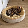 cat, pet_bed, wooden_floor, indoor, tabby_cat, relaxed, animal, feline, home, cozy, looking, patterned_fur, ears, cute, domestic_cat, resting, living_space, curious, comfort, household