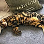cat, bengal_cat, sleeping, couch, pillow, blanket, indoor, pet, animal, fur, striped, spotted, relaxed, resting, mammal, cozy, home, feline, domestic_animal, comfort