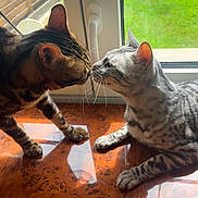 Rio participe au concours pour gagner de l'argent avec cette photo : cat, cats, pet, animal, feline, window, sunlight, wooden_surface, whiskers, fur, indoor, greenery, garden, nature, domestic_animal, two_animals, close_up, touching_noses, peaceful, cute