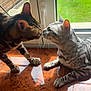 cat, cats, pet, animal, feline, window, sunlight, wooden_surface, whiskers, fur, indoor, greenery, garden, nature, domestic_animal, two_animals, close_up, touching_noses, peaceful, cute