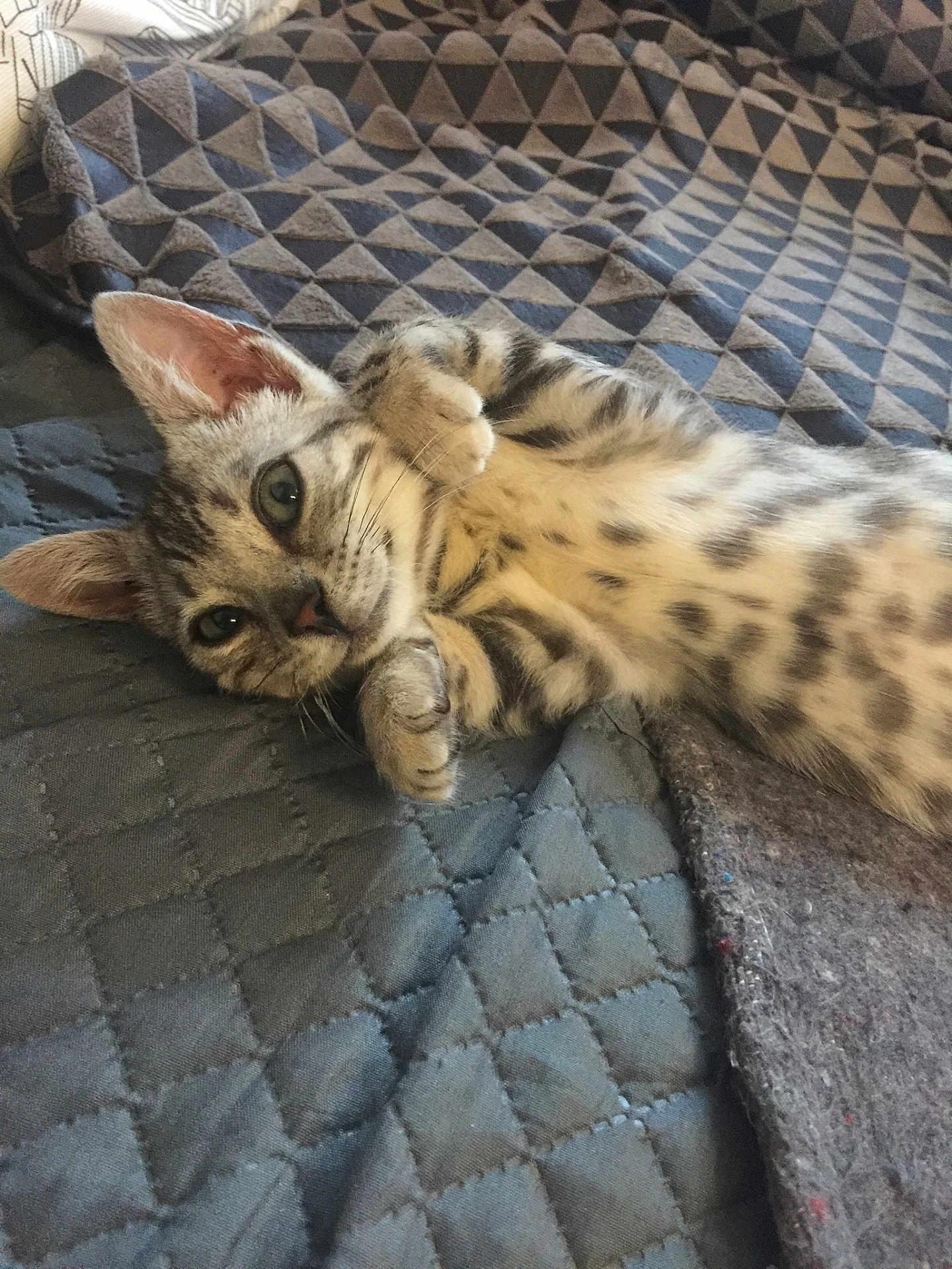 Pixel participe au concours pour gagner de l'argent avec cette photo : kitten, cat, pet, animal, feline, cute, lying_down, blanket, quilted, spots, paws, indoor, cozy, resting, fur, young, small, comfortable, playful, relaxed