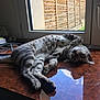 Pixel a rejoint le concours — aidez-le/la à gagner de superbes lots ! cat, spotted, relaxed, window, reflection, wooden_surface, indoor, animal, pet, feline, resting, light, shadow, paw, face, fur, nature_outside, glass, daylight, home