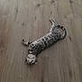 Pixel a rejoint le concours — aidez-le/la à gagner de superbes lots ! cat, spotted_cat, lying_down, wooden_floor, relaxed, pet, animal, indoor, flooring, feline, striped_tail, resting, domestic_cat, cute, sleepy, laying, cozy, patterned_fur, whiskers, ears