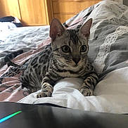 Pixel participe au concours pour gagner de l'argent avec cette photo : cat, bed, blanket, feline, indoor, furniture, dresser, eyes, patterned, curious, pet, animal, resting, soft_light, wooden, room, comfort, domestic, alert, striped
