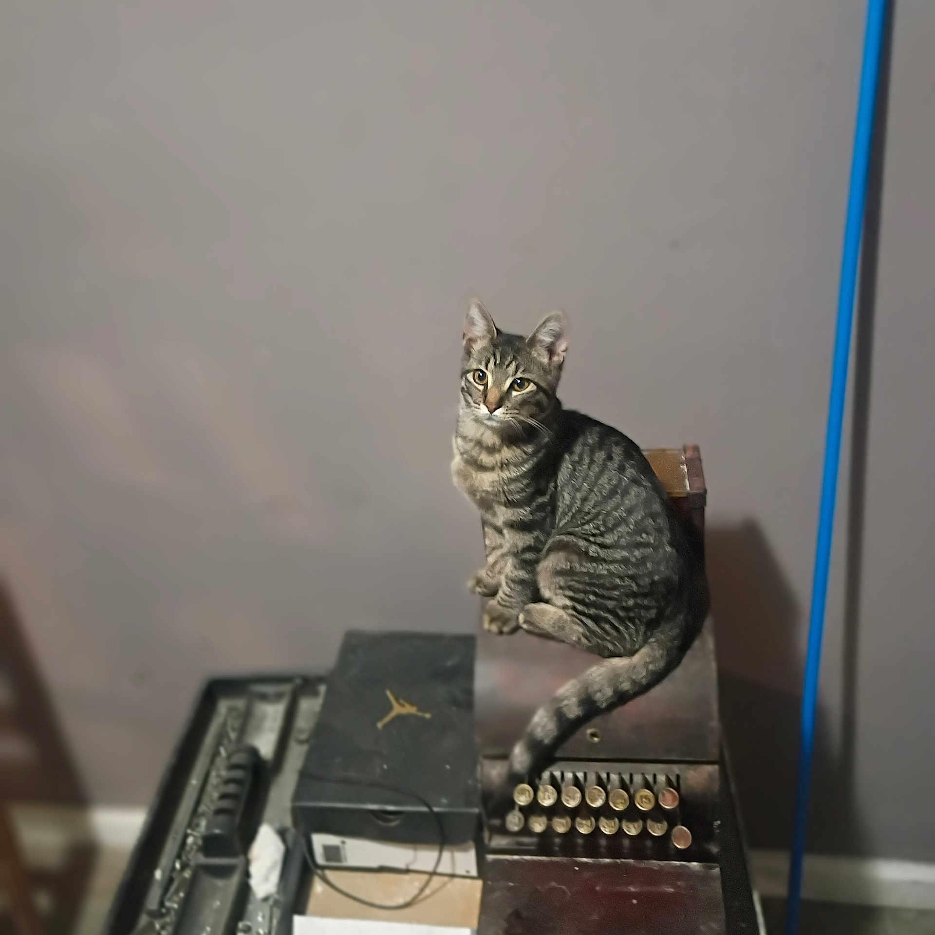 Kitten joined the competition — help win amazing prizes! animal, blue_cable, cat, cluttered_background, desk, ears, furniture, green_eyes, indoor, office, pet, photography, portrait, sitting, striped_fur, tabby_cat, tail, typewriter, vintage, whiskers